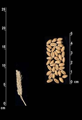 Grano tenero vivenza