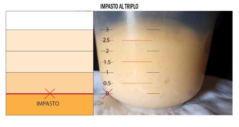 impasto panettone