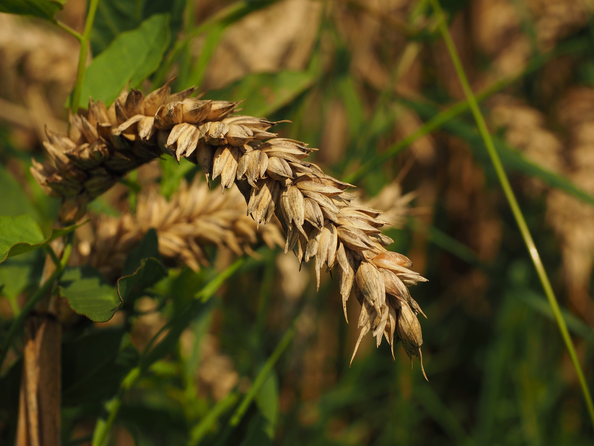 Grano