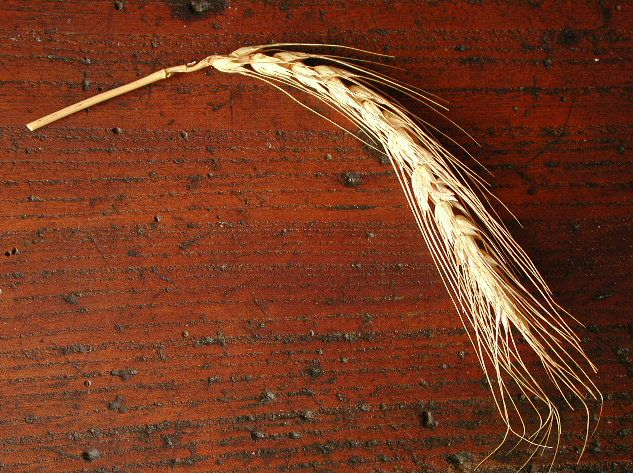 Thumbnail for Nazzareno Strampelli, le sementi elette e il grano duro Cappelli